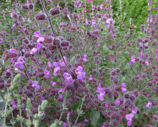 Salvia pinnata Salvia pinnata