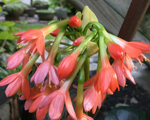 Scadoxus cyrtanthiflorus 