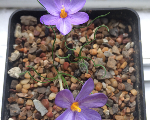 Syringodea longituba 