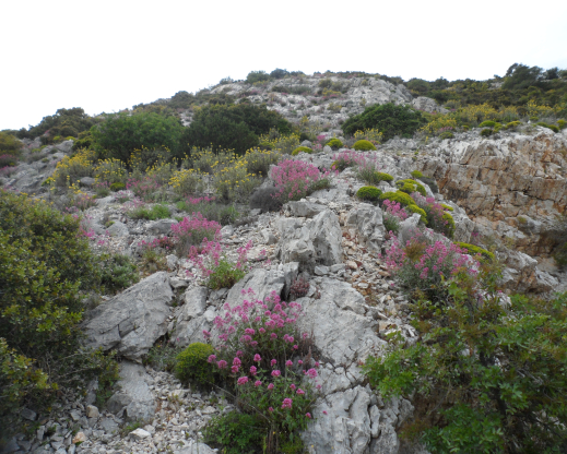 Centranthus ruber, Phlomis fruticosa and Euphorbia acanthothamnos on Mt.Hymettus
