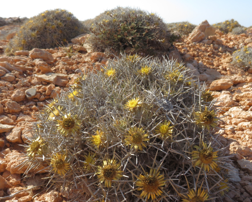 View of the garden from above View of the garden from above
