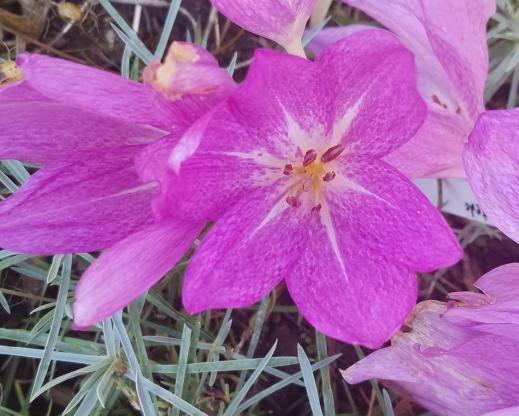 Colchicum ‘Glory of Heemstede'