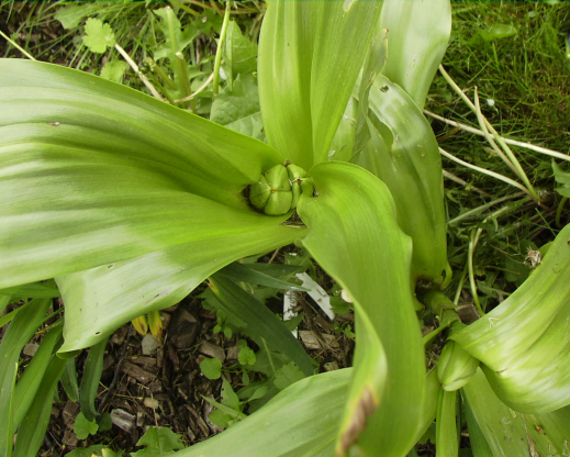 Developing colchicum seed pod 