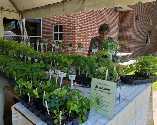 Karen Perkins of Garden Visions Epimediums selling plants.  Photo by Nigel Dyson-Hudson