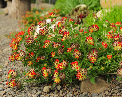 Anthyllis vulneraria subsp. coccinea 