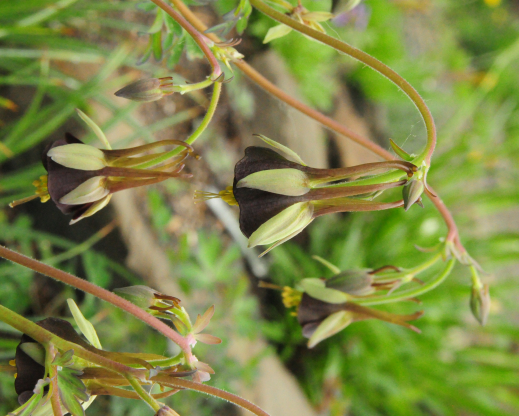 Aquilegia viridiflora   