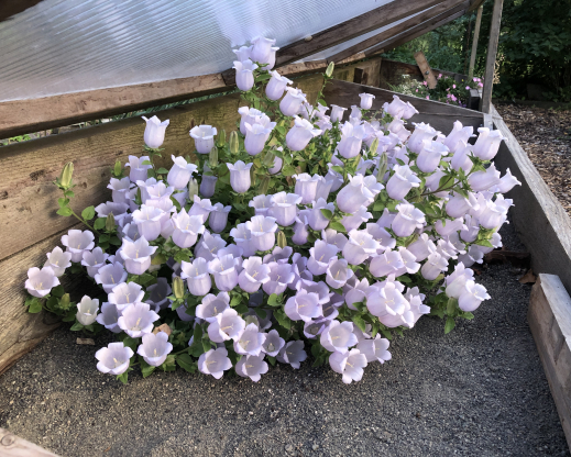 Campanula incurva in the sand bed