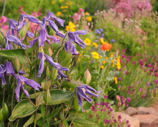 Clematis integrifolia