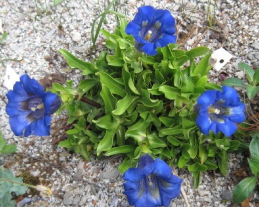 Gentiana acaulis