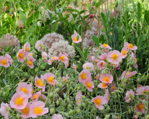 Helianthemum nummularium ‘Wisley Pink’