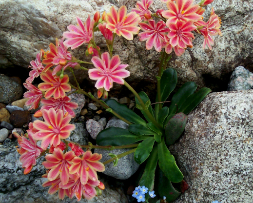 Lewisia cotyledon ‘Regenbogen’