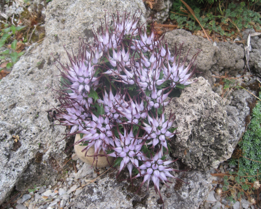 Physoplexis comosa in peak bloom.