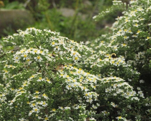 Symphyotrichum ericoides ‘Snow Flurry’