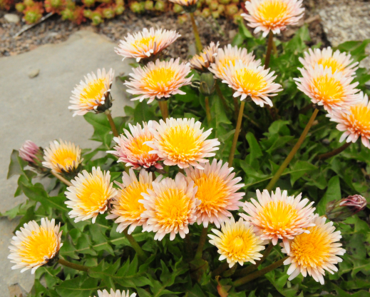 Taraxacum pseudoroseum