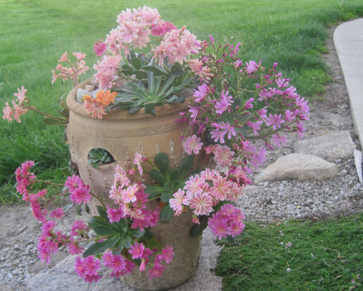 Assorted lewisias in a strawberry pot