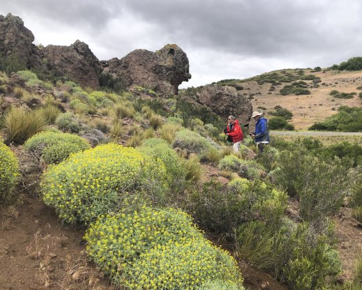 Mulinum spinosum Mulinum spinosum