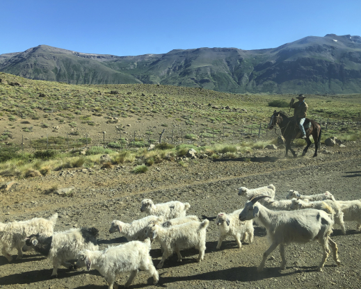 Gaucho herding sheep Gaucho herding sheep