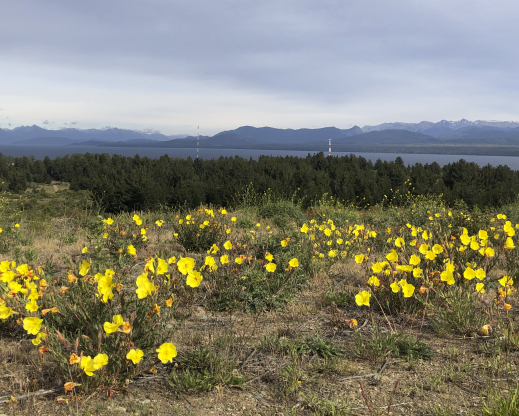 Oenothera odorata Oenothera odorata