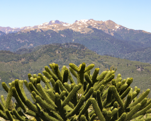 Araucaria araucana Araucaria araucana