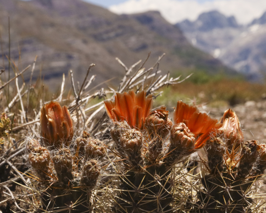 Austrocactus hibernus Austrocactus hibernus