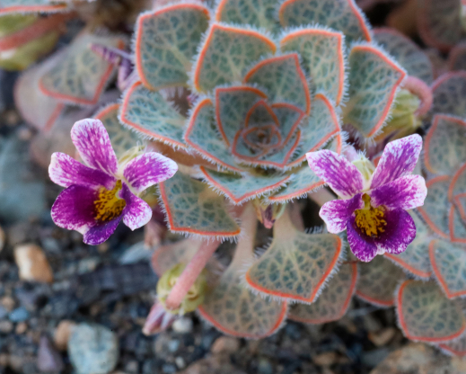 Viola rubromarginata Viola rubromarginata