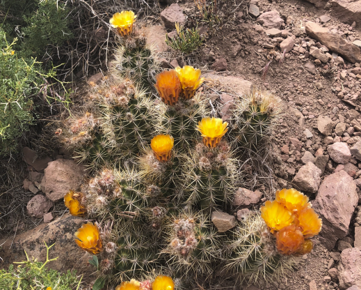 Austrocactus coxii Austrocactus coxii