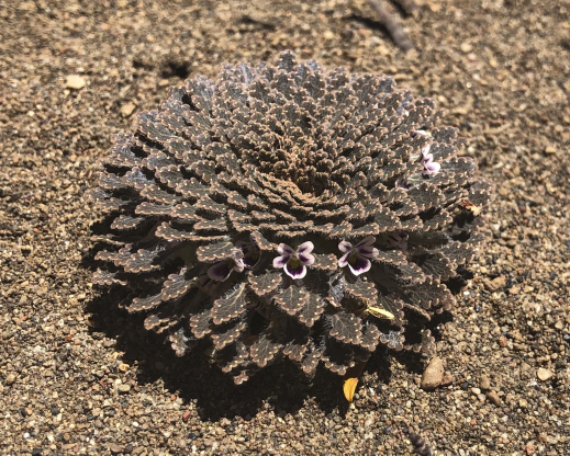 Viola trochlearis Viola trochlearis
