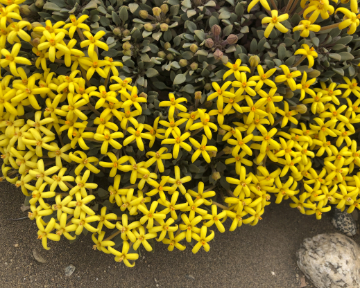 Oreopolus glacialis Oreopolus glacialis