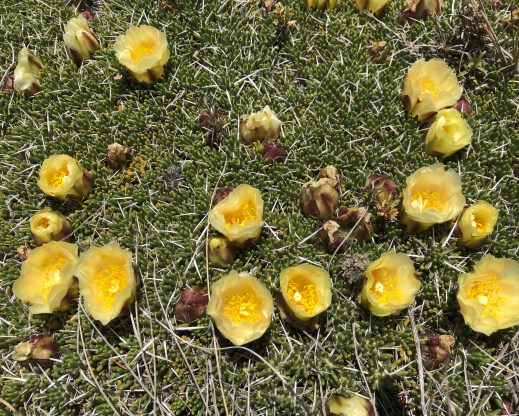 Maihuenia poeppigii Maihuenia poeppigii