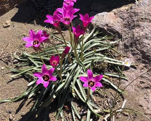 Rhodolirium andicola Rhodolirium andicola