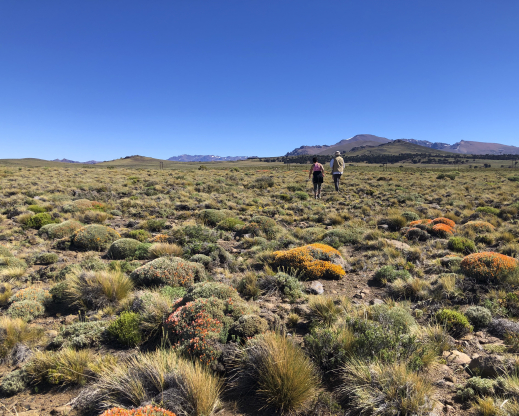 Anarthrophyllum burkartii Anarthrophyllum burkartii