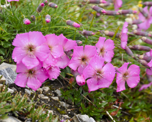 Dianthus sylvestris