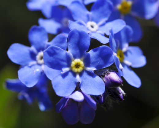 Myosotis alpestris                      