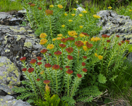 Rhodiola rosea
