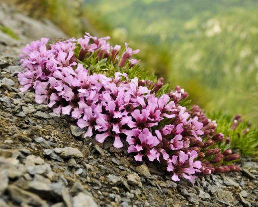 Saponaria pumila    