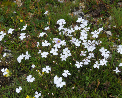 Silene pusilla