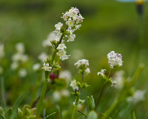 Valeriana celtica subsp. norica