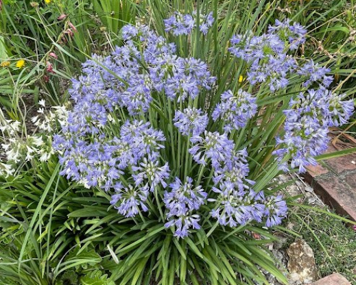 Agapanthus ‘Old Wayside Clone’