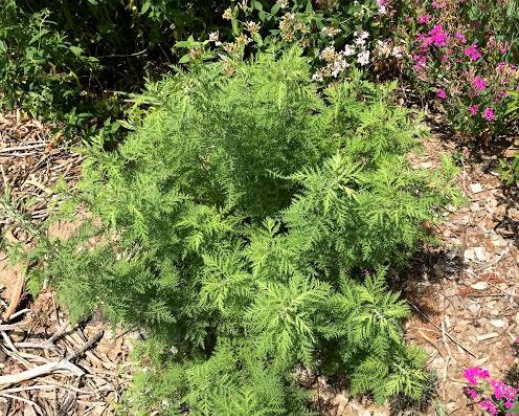 Artemisia afra   