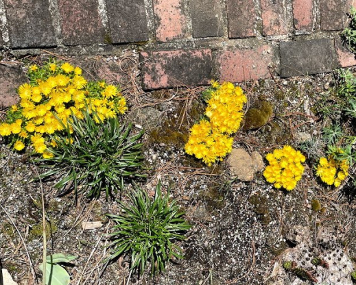 Delosperma congestum