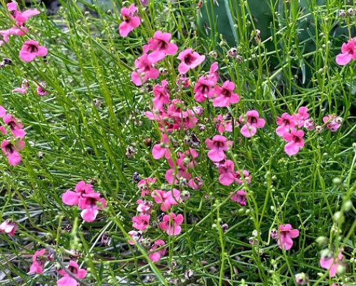 Diascia integerrima