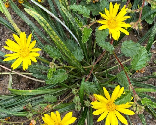 Gazania linearis
