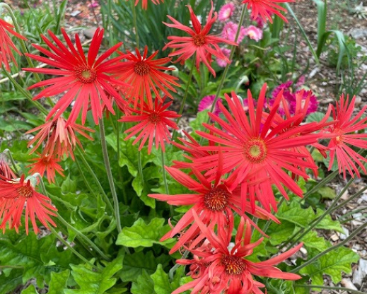 Gerbera jamesonii   