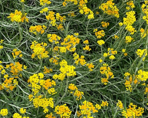 Helichrysum splendidum  