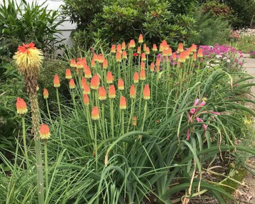 Kniphofia caulescens