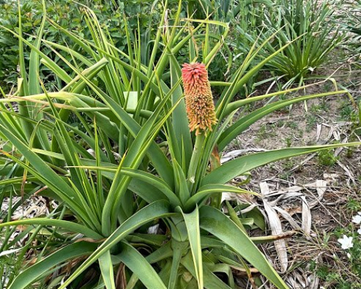 Kniphofia northiae   