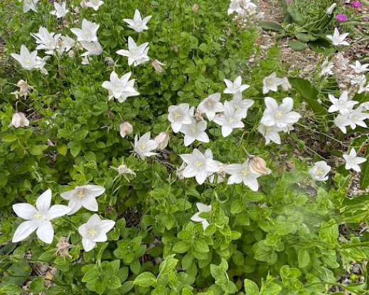 Wahlenbergia undulata