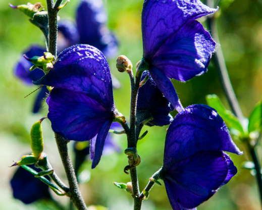 Aconitum napellus Aconitum napellus