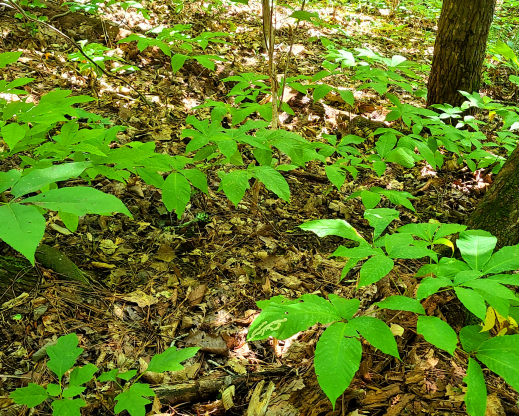 Aesculus parviflora in a shaded ravine.