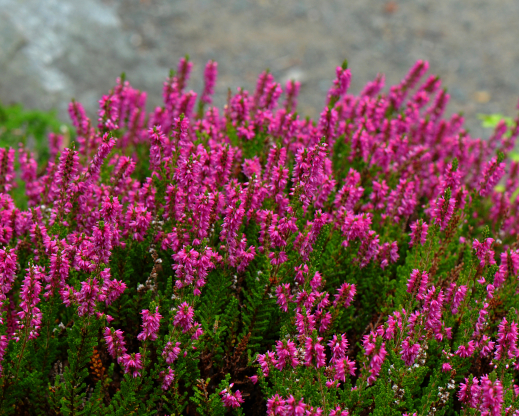 Calluna vulgaris 'Darkness'